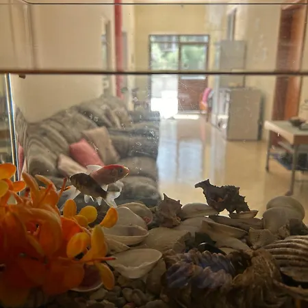 Meka Guest house *